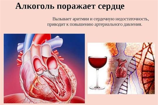 Что происходит с сердцем, когда человек пьет?